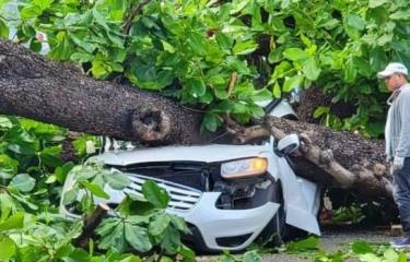 Fallece hombre tras caerle árbol a su carro en la Zona Universitaria