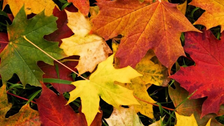 Equinoccio de otoño: A partir de hoy las noches serán más largas