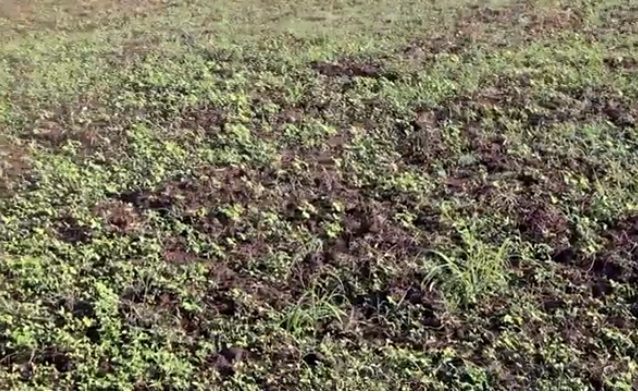 Denuncian peligra siembra de habichuelas en San Juan por falta de apoyo del Ministerio de Agricultura