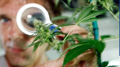 Brasil autoriza uso de medicina derivada de marihuana importada de Colombia