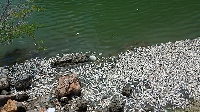 Medio Ambiente aclara muerte de peces en Azua «no tiene nada que ver con barcaza», sino con sargazo