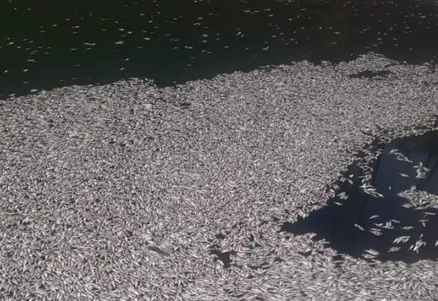 Miles de peces mueren en la playa El Cayo, de Barahona