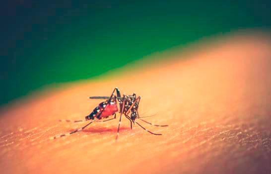 En una semana 101 personas se enferman de dengue en República Dominicana