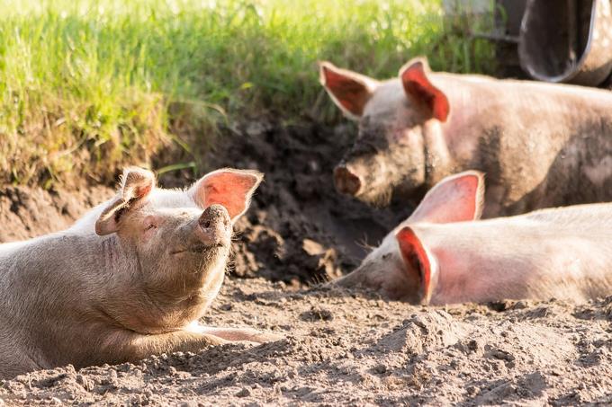 Ministro de Agricultura reitera peste porcina africana está controlada en RD