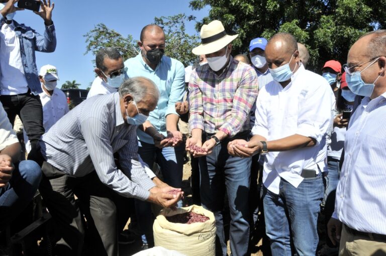 Con nueva siembra, Agricultura garantiza productividad y abastecimiento de habichuelas en el país
