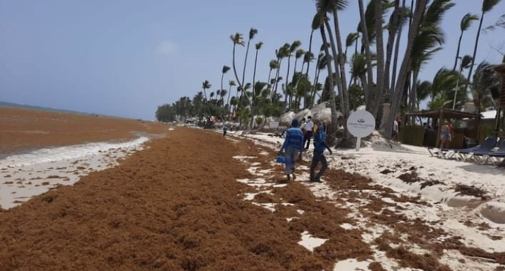 Habitantes Verón y Punta Cana piden intervención de autoridades para mitigar presencia sargazo en región