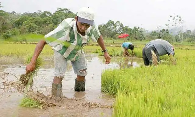 Piden al Gobierno incentivo para próxima cosecha de arroz