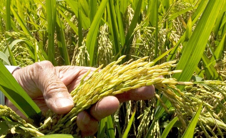 Presidente Abinader encabeza inicio cosecha de arroz de 14.5 millones de quintales en Bonao