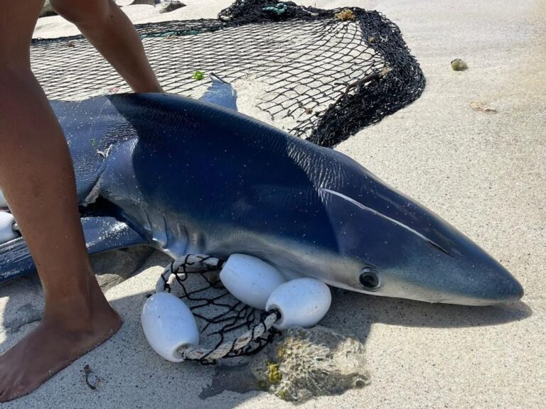 Medio Ambiente someterá a capitán y dueño de embarcación que ocasionó muerte de tiburón azul en estado de gestación
