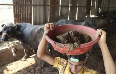 India transforma la mierda de vaca en fuente de energía renovable