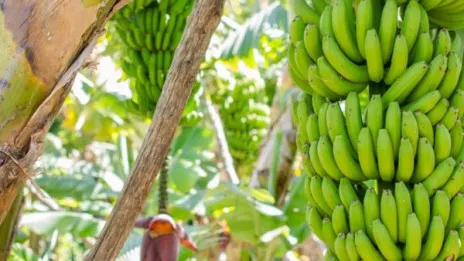 República Dominicana es el primer exportador mundial de banano orgánico