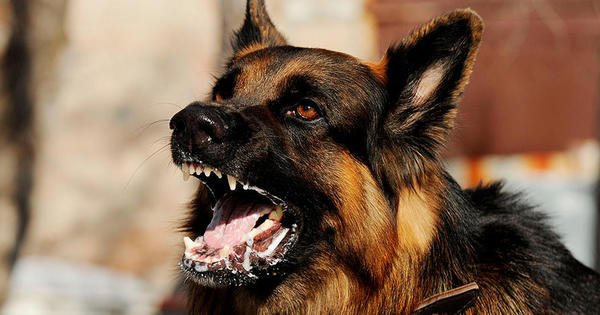 Médicos veterinarios ratifican tres casos de rabia canina en Santiago
