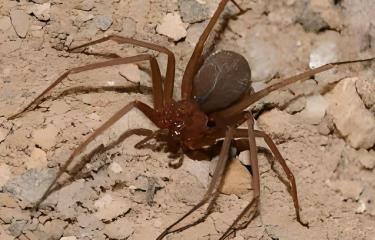 Agricultura se lava las manos; dice casos de araña marrón deben ser investigados por Salud Pública