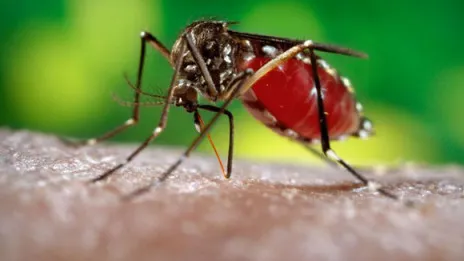 Aumentan 301% los casos de dengue en el país en comparación con el año 2021