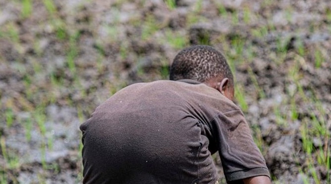 Informe EE.UU.: “Hay menores en RD sometidos a las peores formas de trabajo infantil”