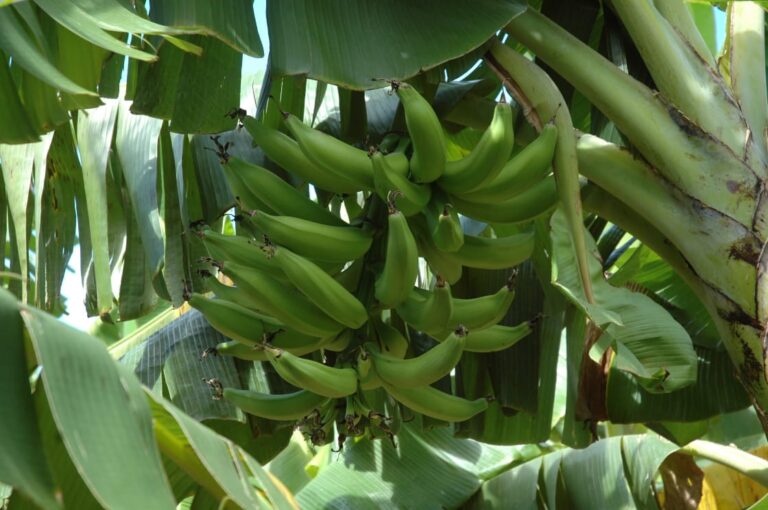 Gobierno decide suspender la  exportación de plátanos