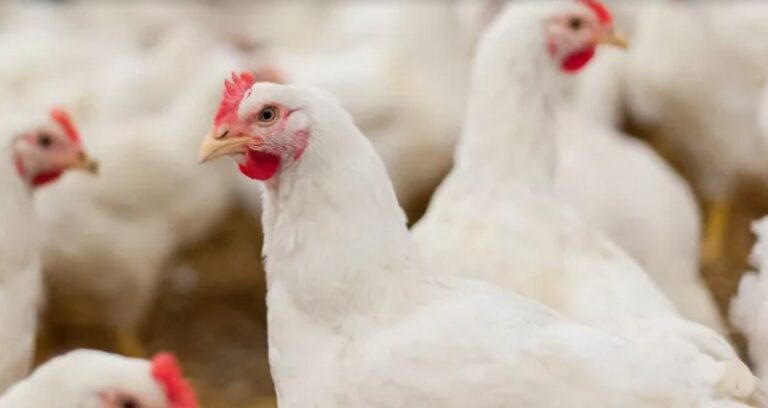 Venezuela declara alerta sanitaria en cinco estados por influenza aviar