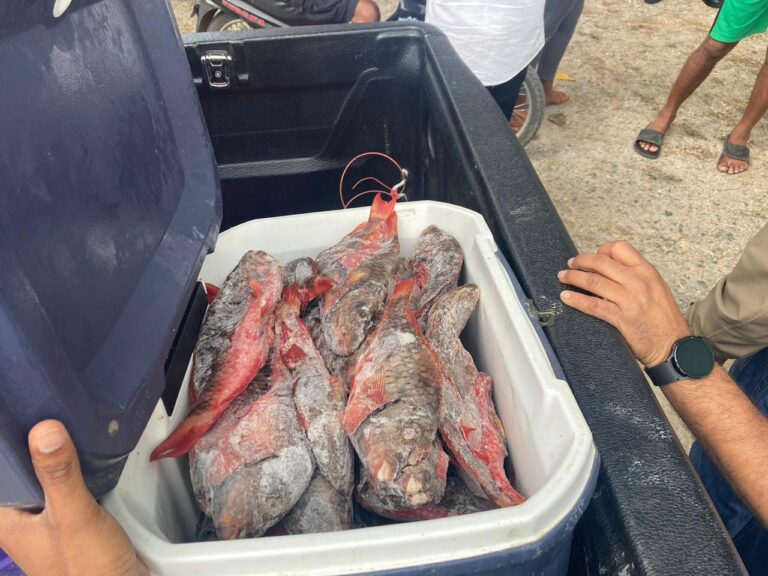 Gobierno realiza decomisos simultáneos de pez loro en diferentes provincias del país