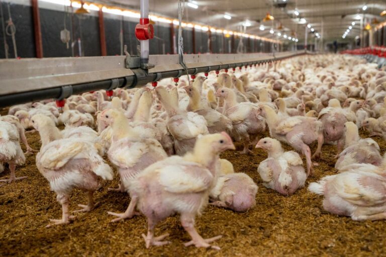 Agricultura entrega un subsidio de RD$50 millones a pequeños y medianos productores avícolas
