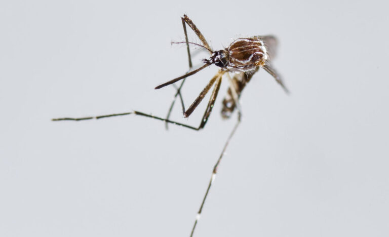 Paraguay reporta 217 muertes por chikunguya y mantiene descenso “importante” de casos