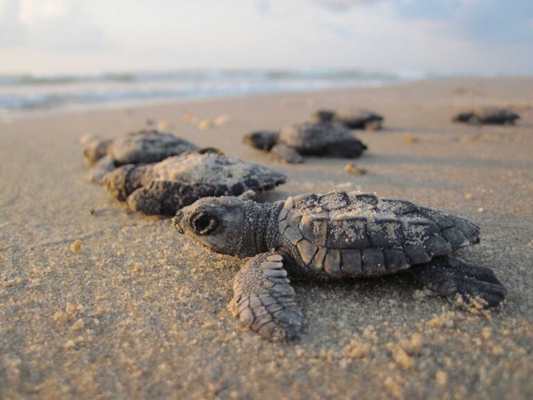 Gobierno emite decreto donde se establece veda por 10 años de tortugas marinas