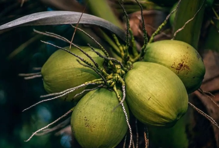 República Dominicana exportará por primera vez cocos verdes hacia Estados Unidos