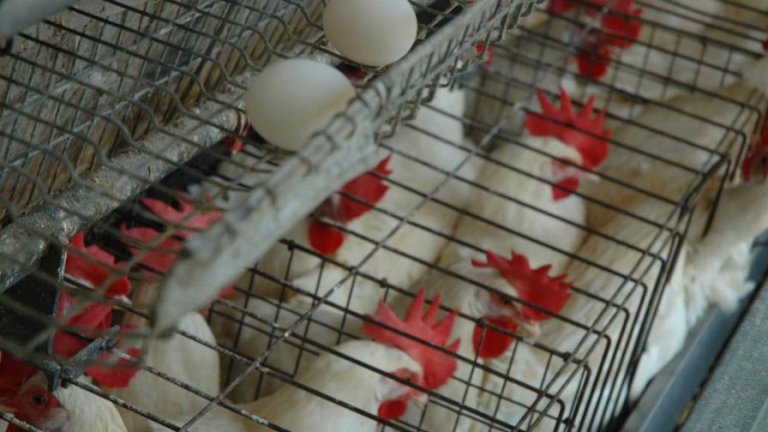 Productores de huevos anuncian sacrificarán 3 millones de gallinas ponedoras ante caída demanda por cierre frontera