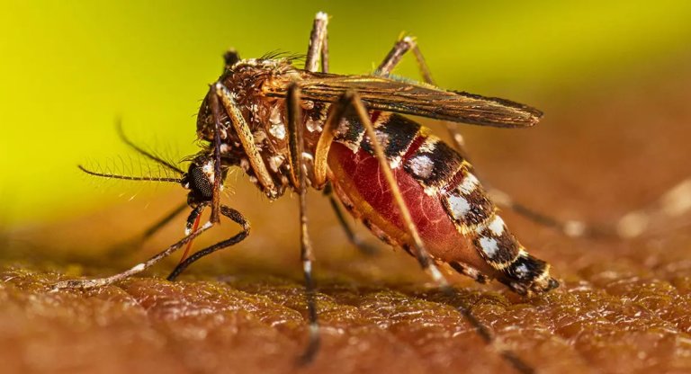 Puerto Rico reporta primera muerte por dengue del 2023