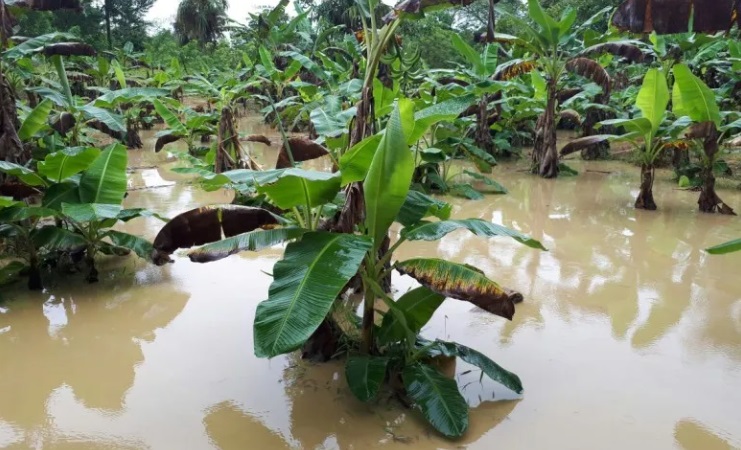 Agricultura realiza inventario preventivo de animales y cultivos ante lluvias por potencial ciclón