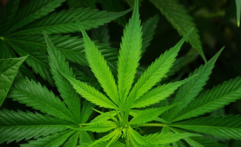 La cámara alta de Alemania aprueba legalización parcial del cannabis
