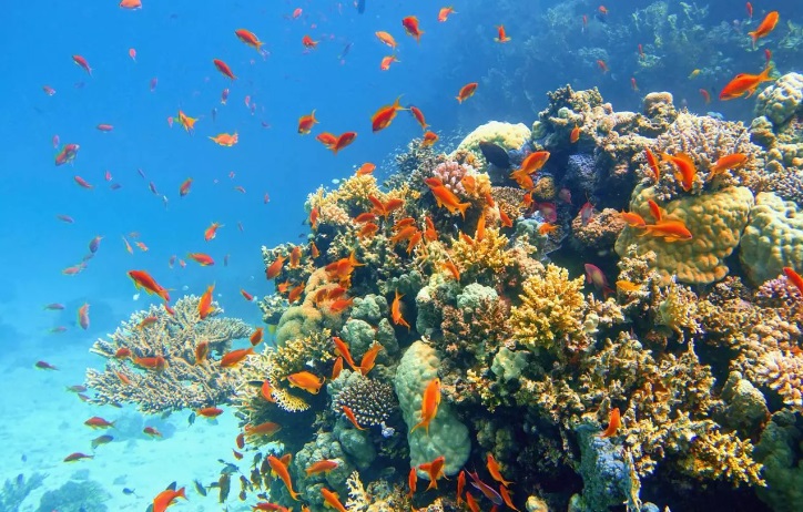 Unesco alerta del deterioro acelerado de los océanos por el cambio climático