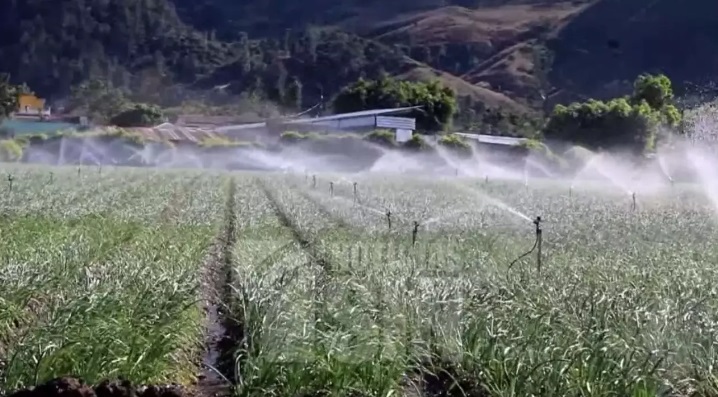Agricultura dispone veda cultivos hospederos de la flor de habichuela y mosca blanca en San Juan