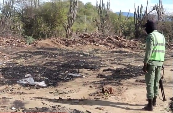 Denuncian que haitianos talan árboles en zonas protegidas para hacer carbón en Azua