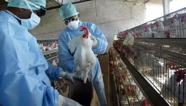 Reportan primera muerte en EE.UU. relacionada con H5N1