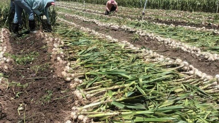 Denuncian producción de ajo en Constanza peligra por deuda del Gobierno con agricultores