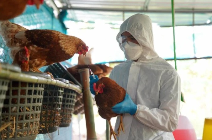 Ordenan cierre de mercado de aves vivas por casos de gripe aviar en Nueva York