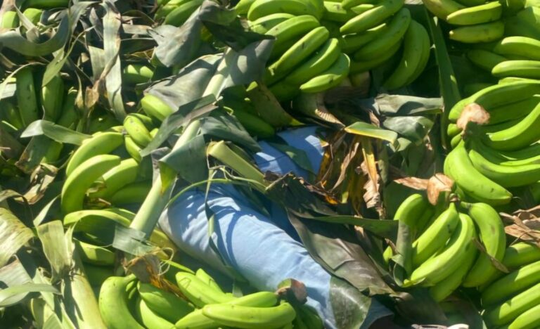 Apresan dominicanos ocultaban a dos haitianos indocumentados en un camión cargado de guineos verdes