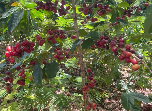 CONCAFED pide apoyo al gobierno para caficultura sostenible