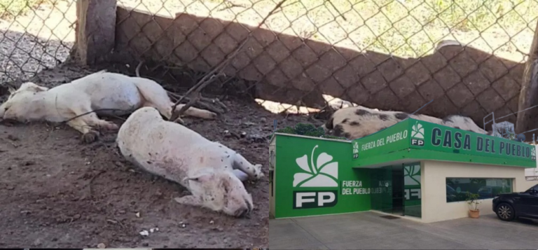 Acusan al PRM de dañar «estatus sanitario del país» y crear crisis a productores de cerdo por mal manejo de la PPA