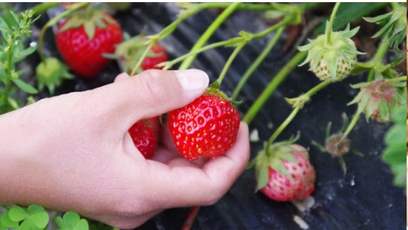 Cinco peligrosas enfermedades que puedes adquirir por ingerir una sola fresa sin desinfectar