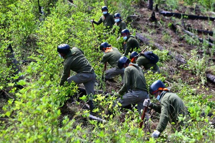 peru elimina siembra coca