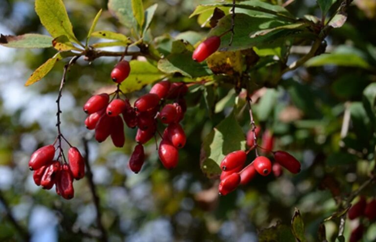 Nutrióloga Pilar Villafaña advierte sobre uso indiscriminado de la berberina y el Ozempic para perder peso
