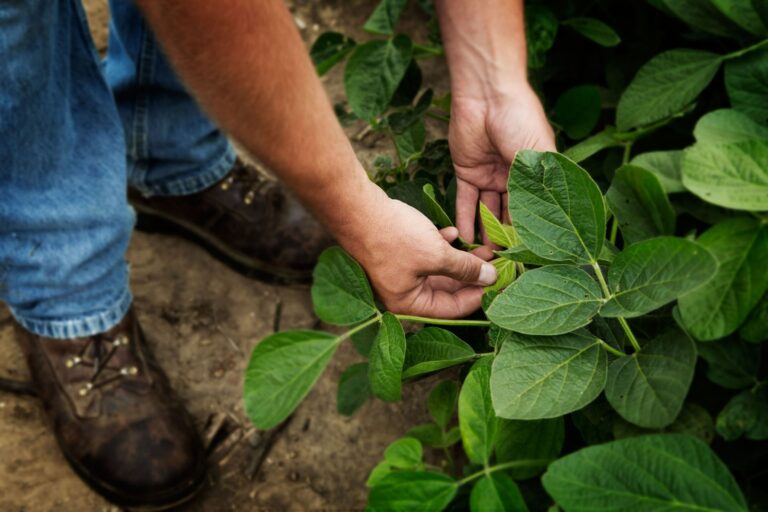 La soya sostenible impulsa el desarrollo económico y la seguridad alimentaria en República Dominicana