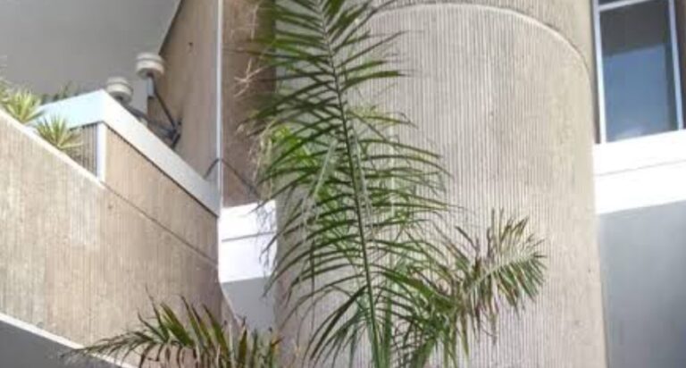 Ministerio de Cultura anula premio a obra “La Palmita” en Bienal Nacional de Artes Visuales 2025