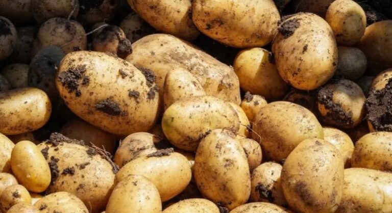 Ministro de Agricultura declara de alta prioridad protección a la producción nacional