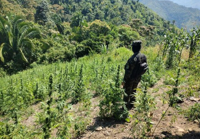 MARIHUANA OCOA